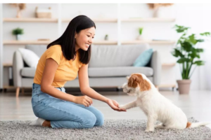 Jogos divertidos e interativos para seu cachorro dentro de casa