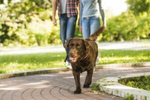 Como se divertir com seu cão